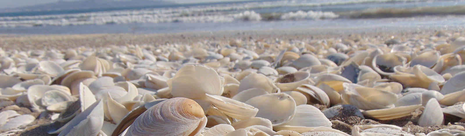 Coaching Het Zand - bg - schelpen Coaching Het Zand - Utrecht - Leidsche Rijn